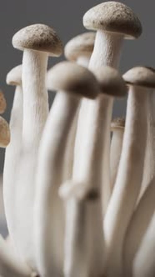 Micro vertical video close up of mushrooms on grey background