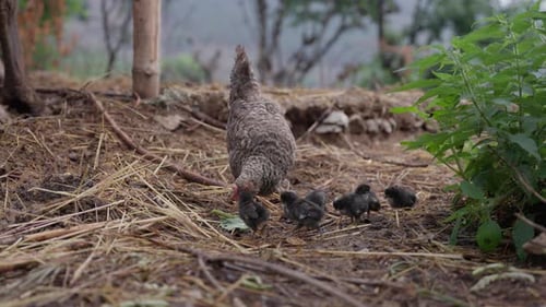 chicken and chicks