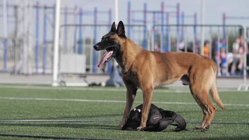 Belgian Shepherd Dog Follows the Command and Does Not Move Away From the Thing