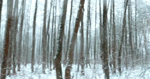 Walking Motion In Winter Snowy Forest Park During Snowfall Blizzard