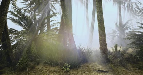 Misty Forest Landscape with Tall Trees and Soft Light Filtering Through Foliage