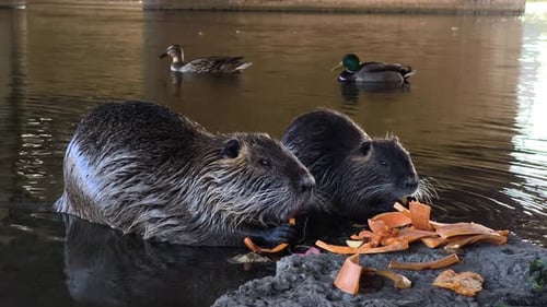 A couple of beavers eating food in the water next to a pond