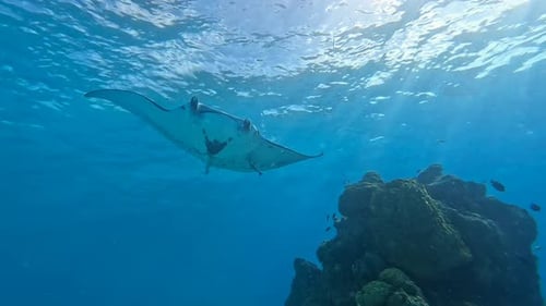Majestic Giant Oceanic Manta Ray swims over an underwater rock outcrop