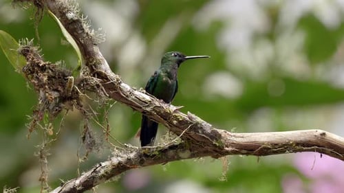 A small iridescent hummingbird perches on a branch in a forest in Ecuador, South America as the ligh