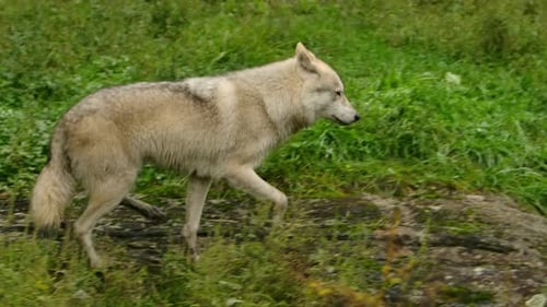 An arctic wolf runs through the forest while camera tracks sideways very steady