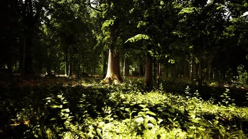 Misty Beech Forest on the Mountain Slope in a Nature Reserve