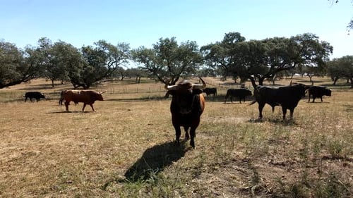 4K Drone Footage Of A Cattle Of Bulls On A Field