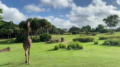 Giraffe zu Fuß zum Safaribus