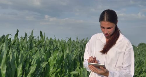 A plant specialist, examines the corn fields, in a white coat makes a test analysis in a tablet, a