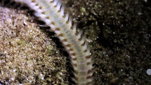 Bristle worm moving around rocks during low tide at night