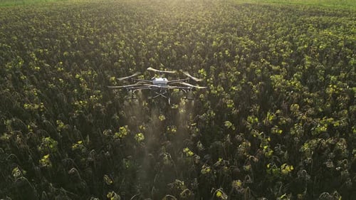 Agricultural Drone Spraying Sunflower Field 21