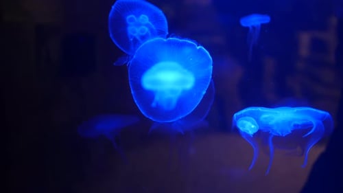 Glowing Jellyfish Floating Gently in Dark Water