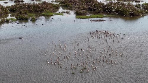 Aerial view of sandpipers flock wading in tidal marsh