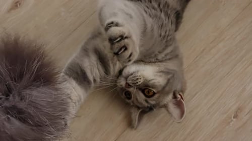 Grey Tabby Cat Playing with Toy on Floor