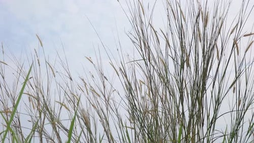 close-up of grass in the wind.