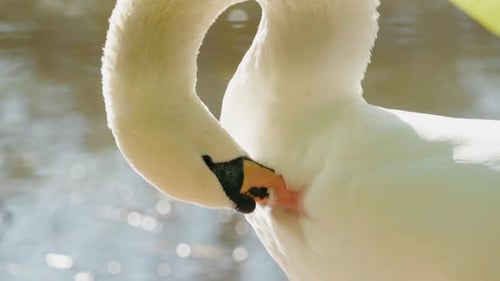 White Swan Preening Feathers By a Glistening Pond