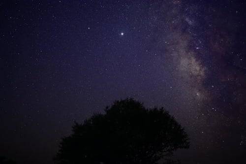 Milky Way Stars Twinkling Behind Silhouette of Tree