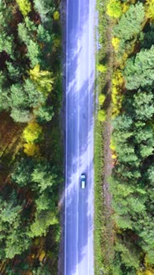 Drone Flying Along a Straight Forest Road and a Car Driving on the Road on a Sunny Summer Day