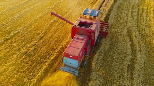 Vintage Combine Slowly Riding Through Rural Cutting Yellow Stalks of Barley