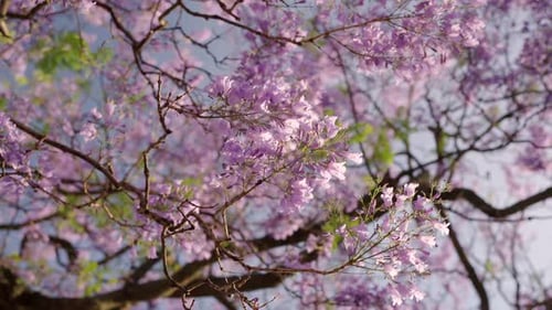 Blooming Jacaranda Tree Flowers in Spring