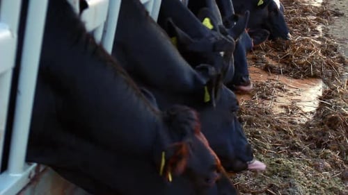 Cows eating hay inside of a rural farm