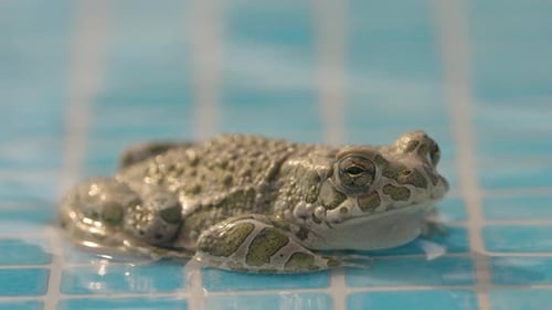 Kröte am Schwimmbad