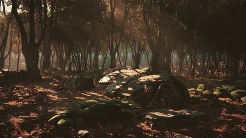 Bosque encantado en una luz mágica