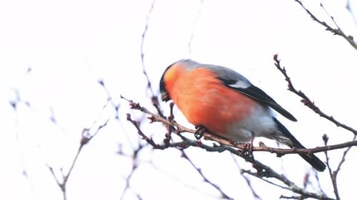 Male Bullfinch Perched On Tree Branch Seen Pecking And Eating Seeds