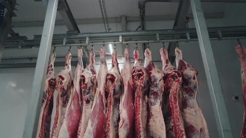 Meat Factory Meat Production Cow Carcasses Hanging in the Freezer