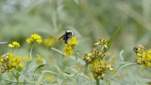 Close up bumblebee crawling on wild flowers in summer
