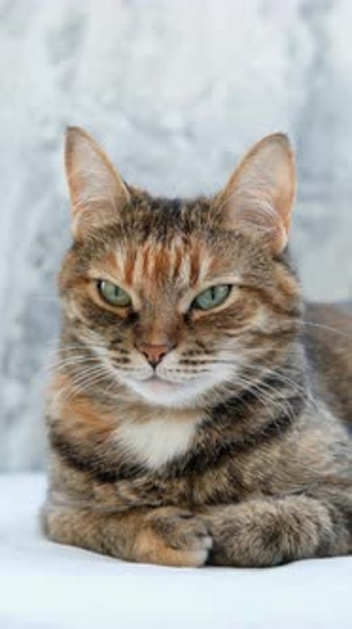 Tabby Cat Resting in Studio Close Up