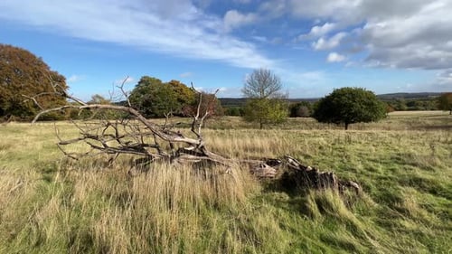 Old dead tree laying in a sunlit field with trees in the background. Grass moving slowly in the bree