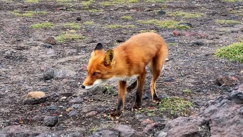 Close Up of Red Fox Walking on the Meadow