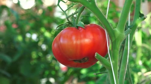 Ripe Red Tomato on the Vine in Garden