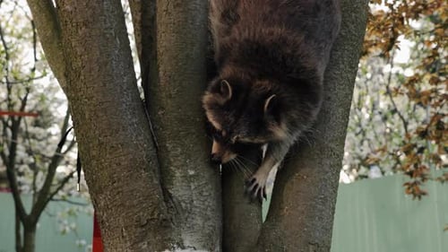 Waschbär, Herbst, Barsch, Ast, Waschbär, Lebensraum