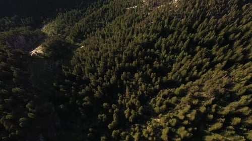 Beautiful aerial view of pine tree tops in a mountain forest