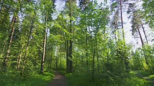 Spring mixed forest during sunny day