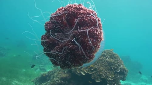 Vista de cerca del cuerpo y los tentáculos de una medusa de coliflor.