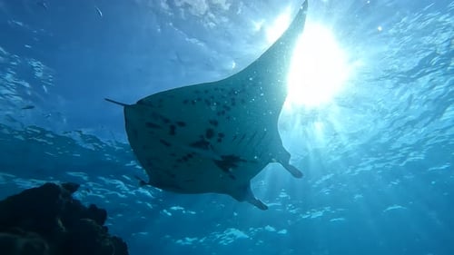 Majestic Giant Oceanic Manta Ray swims over an underwater rock outcrop