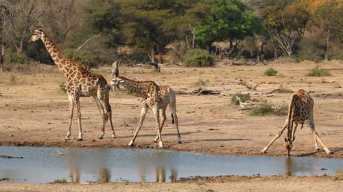 Giraffes Drinking At A Waterhole, Kruger National Park