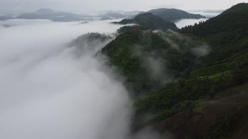 Aerial view of the trees in the valley with fog in the morning.