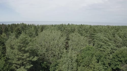 Drone shot of seaside and beach in dense woods on a sunny day. Bright blue water, sandy shore, and r
