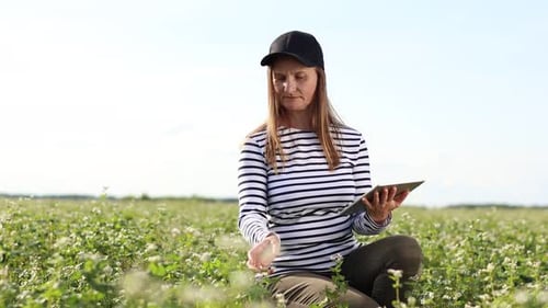 cropped video of female farmer with a tablet computer in a soy field touches the leaves and writes