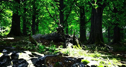 Lush Green Forest with Sunlight Filtering Through the Trees During Daytime