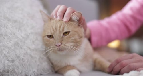 Woman stroking cute ginger cat on sofa indoors, closeup
