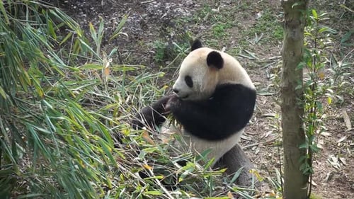 Close-up of giant panda eating fresh bamboo while sitting on log surrounded by green plants at