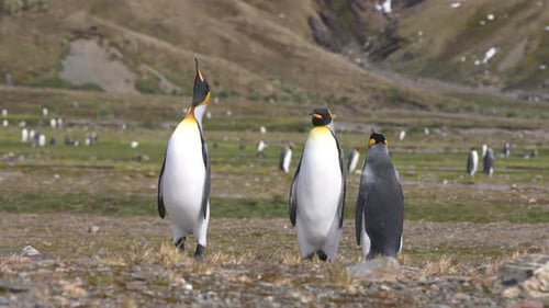 King Penguins Colony in Protected Nature Reserve of South Georgia Island, Animals in Natural Habitat