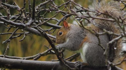 Gray Squirrel standing on tree branch eating then walks away. Day time UK North London Borehamwood