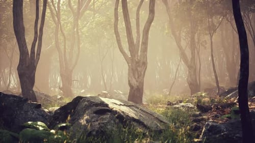 Misty Forest Path with Sunlight Filtering Through Trees During Early Morning