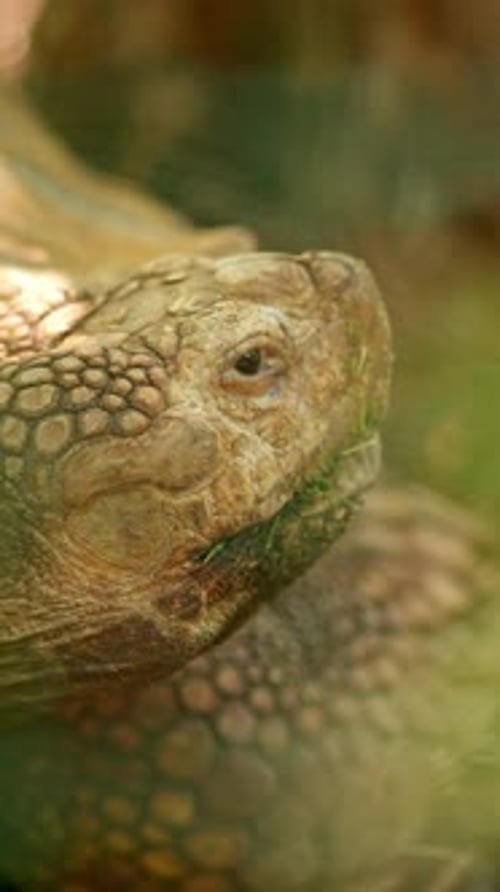 Détail en gros plan d'une tortue Sulcata mangeant de l'herbe verte